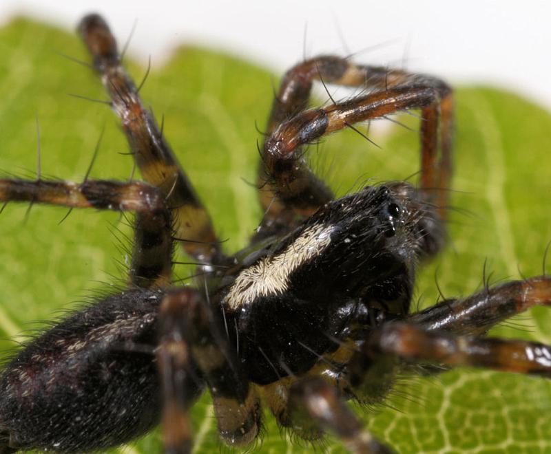 Textrix_denticulata_D8204_Z_88_Bij afgraving_Nederland.jpg